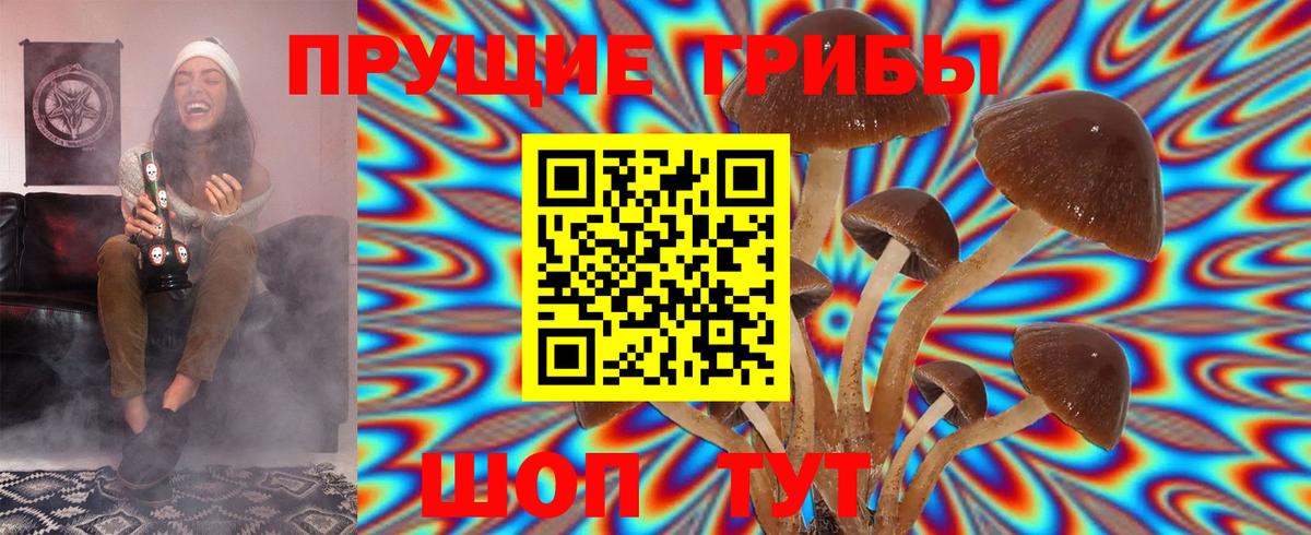 Галлюциногенные грибы Psilocybe  Вход с VPN  Гатчина 